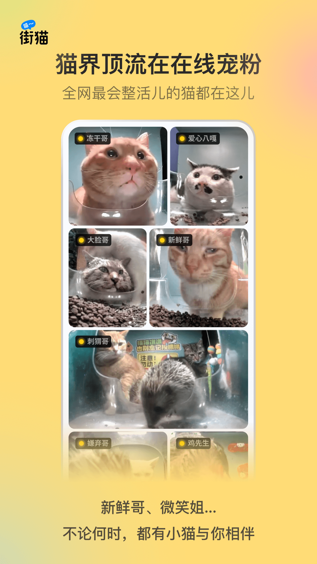 哈啰街猫